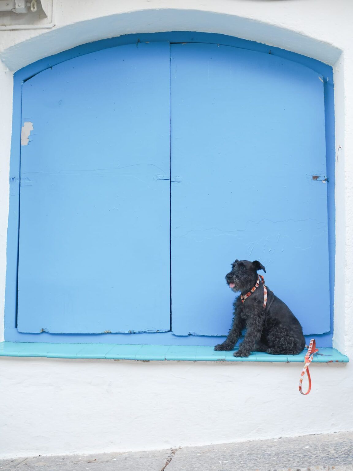 peñiscola dogfriendly