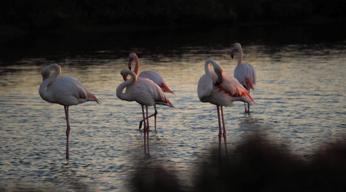 flamencos delta del ebro