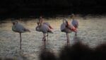 flamencos delta del ebro