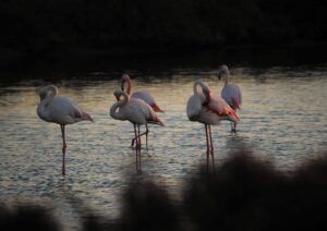 flamencos delta del ebro
