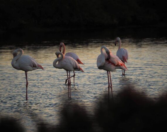 flamencos delta del ebro