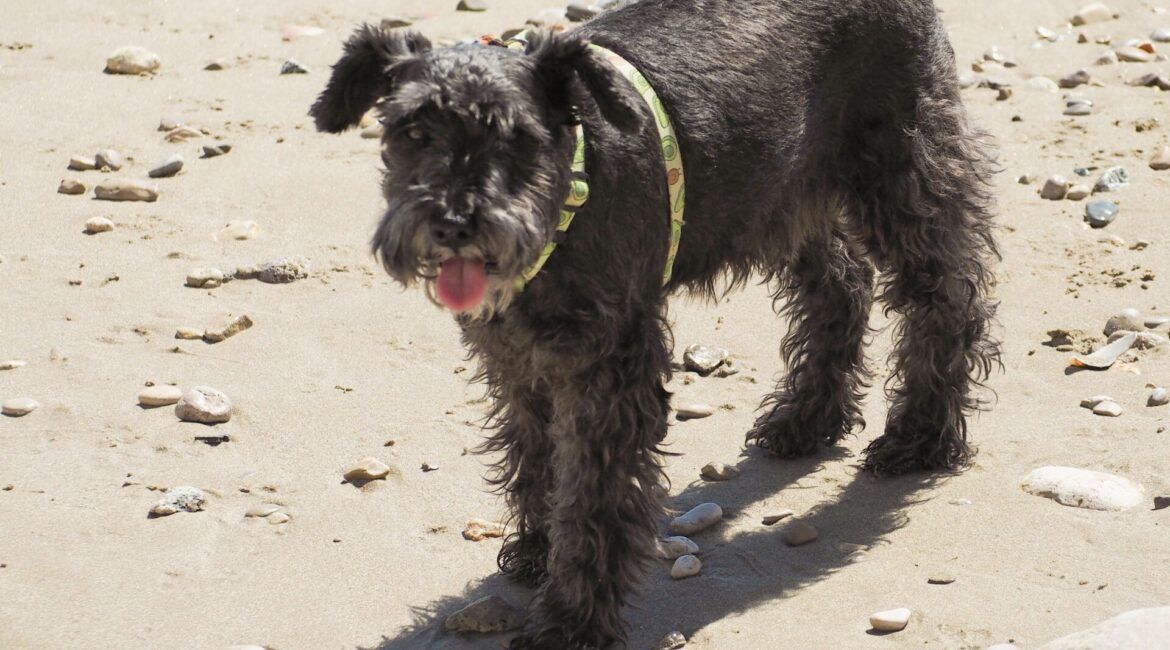 sitges dogfriendly