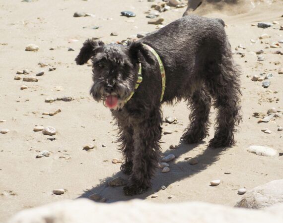 sitges dogfriendly