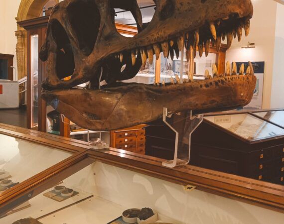 museo sedgwick cambridge, museos de Londres
