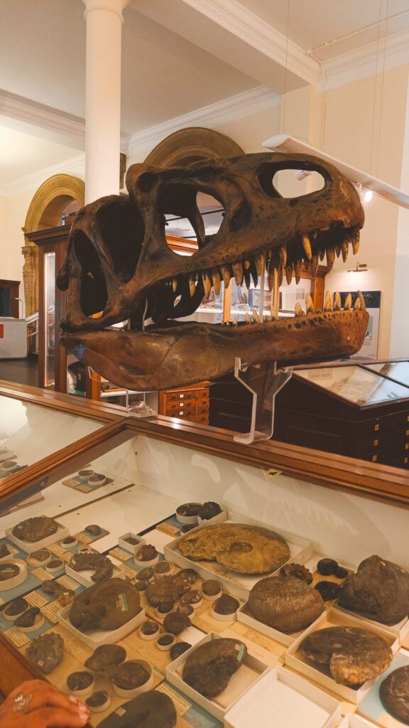 museo sedgwick cambridge
