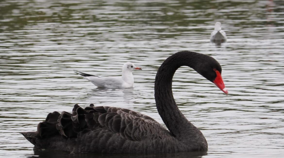 cisne negro hyde park, cómo visitar Windsor