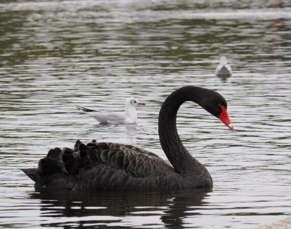cisne negro hyde park, cómo visitar Windsor