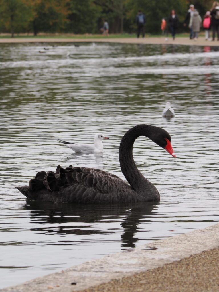 cisne negro hyde park
