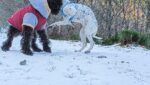 Ezcaray, nieve