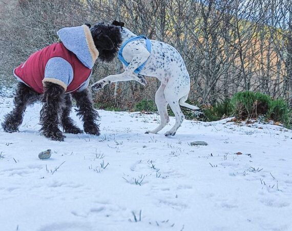 Ezcaray, nieve
