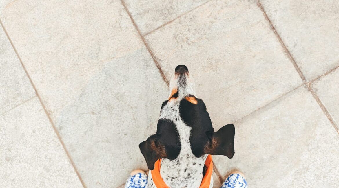 viajar en avión con perro en España