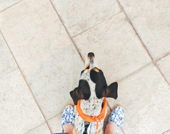 viajar en avión con perro en España