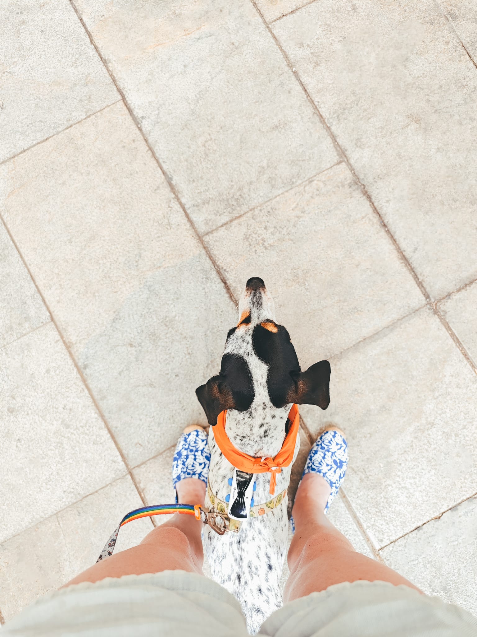 VIAJAR EN AVIÓN CON PERRO EN ESPAÑA: REQUISITOS Y CONSEJOS 2026