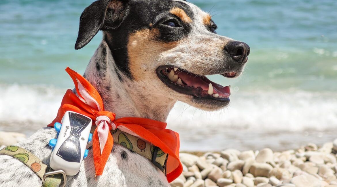 playas para perros en Andalucía