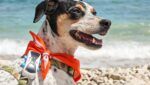 playas para perros en Andalucía