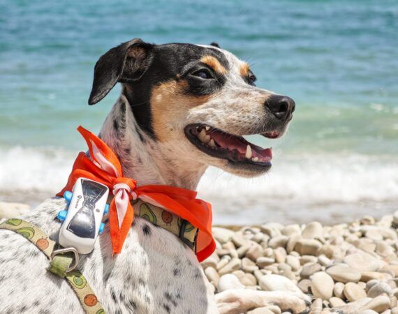 playas para perros en Andalucía