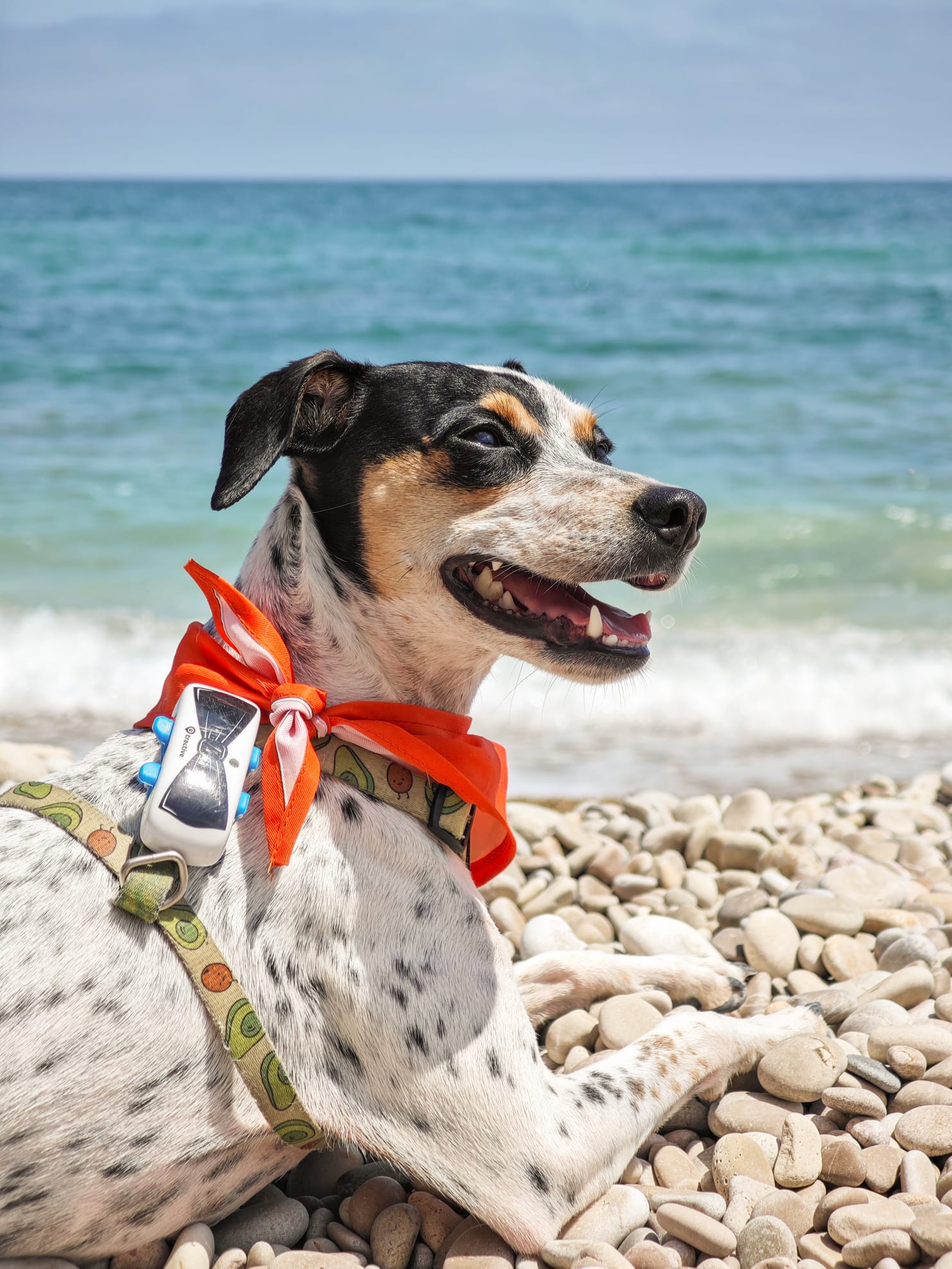 TODAS LAS PLAYAS PARA PERROS EN ANDALUCÍA (summer edition)
