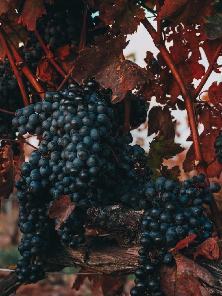 la rioja