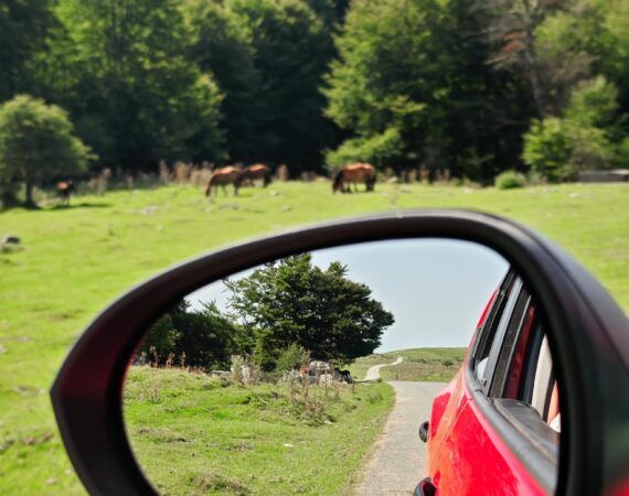 slow life