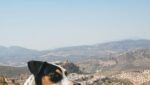 Montefrio, Curiosidades de Andalucia, Como viajar en tren por España con perro, Excursiones desde Granada