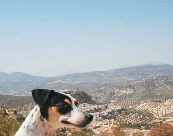 Montefrio, Curiosidades de Andalucia, Como viajar en tren por España con perro, Excursiones desde Granada