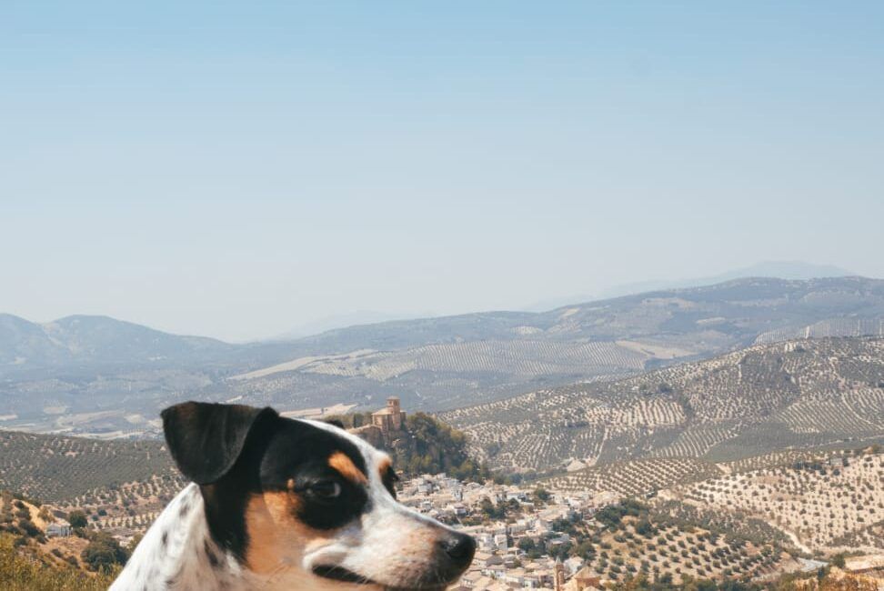 Montefrio, Curiosidades de Andalucia, Como viajar en tren por España con perro, Excursiones desde Granada