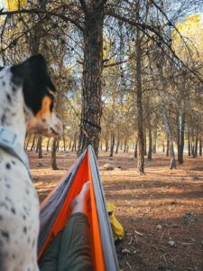 maleta para viajar en otoño, turismo responsable, beneficios de viajar, alojamiento pet friendly, off-grid