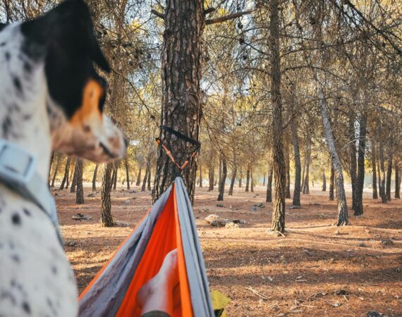 maleta para viajar en otoño, turismo responsable, beneficios de viajar, alojamiento pet friendly, off-grid