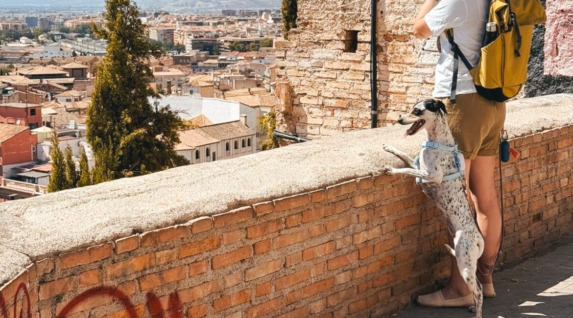 equipo de viaje, fotografía de viajes con móvil, alojamiento pet friendly