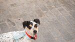 Los mejores hoteles dog friendly en Granada