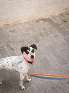 Los mejores hoteles dog friendly en Granada