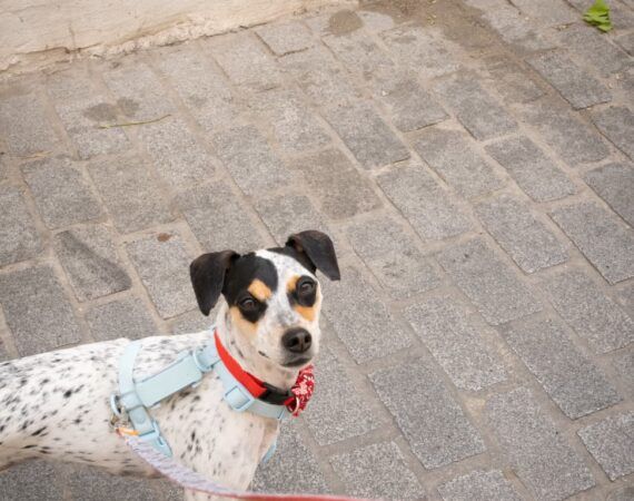Los mejores hoteles dog friendly en Granada