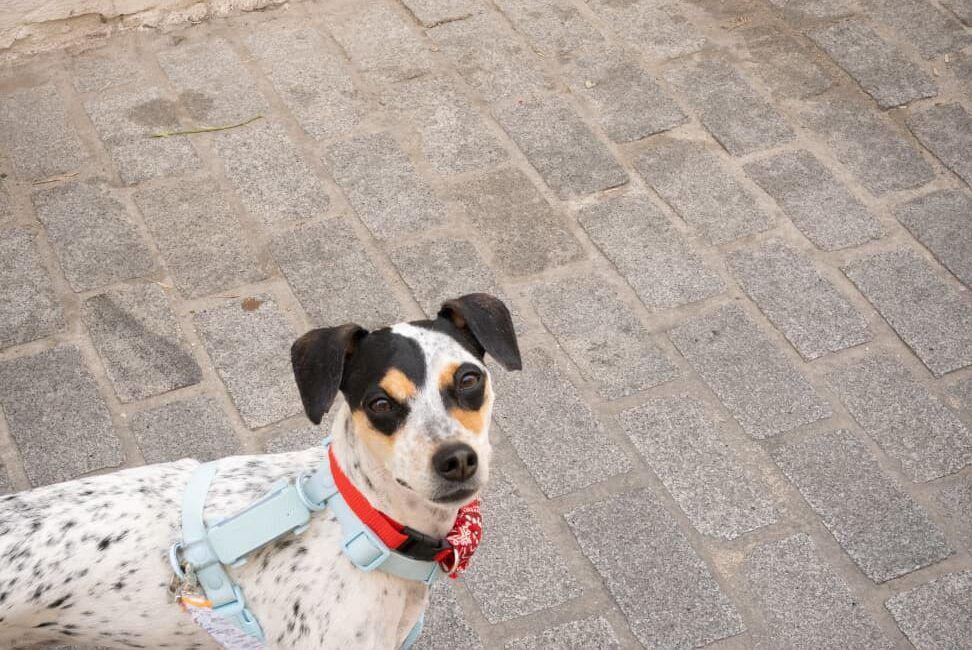 Los mejores hoteles dog friendly en Granada