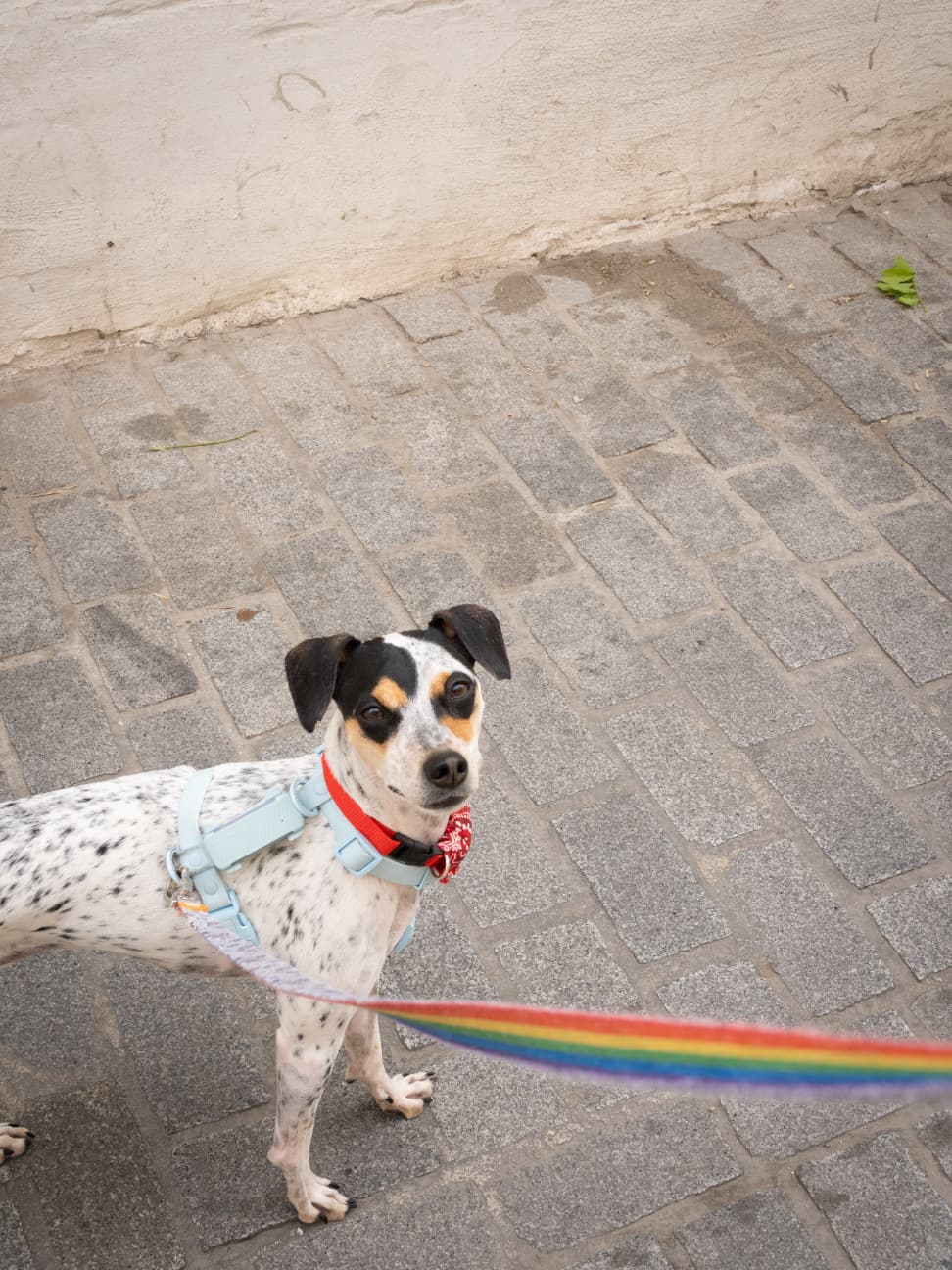 LOS MEJORES HOTELES DOG FRIENDLY EN GRANADA: GUÍA 2026